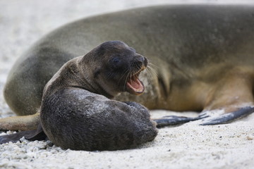 Naklejka premium Galapagos sea lion pup on he beach