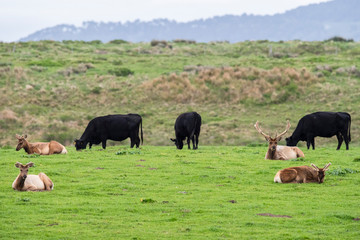 Tule elk (Cervus canadensis nannodes) and domestic cattle, Point Reyes National Seashore, Marin, California