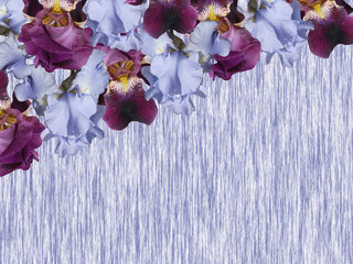 Beautiful floral background of purple and blue irises. Isolated