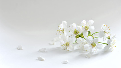 Cherry flowers with petals on a light background. Copy space. Spring bloom. Postcard. Selective focus.
