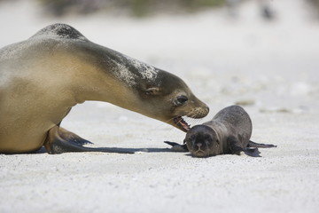 Fototapeta premium Adult sea lion with newborn on the beach in Galapagos
