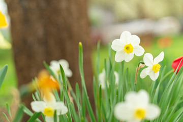 Narcissus - daffodil flowers, selective focus. Greeting card concept, banner or background