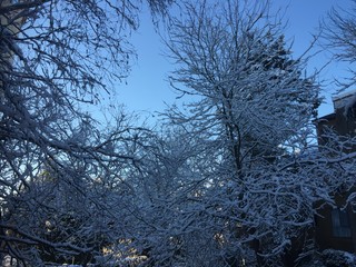 trees in winter, sky, blue