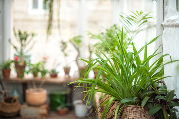 Natural green plant leaf texture. Background of palm leaves, cacti. selective focus
