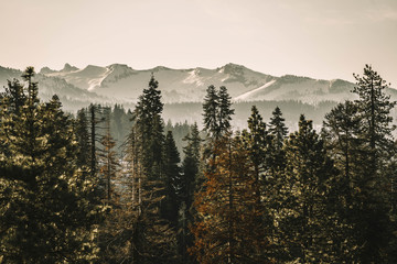 Sequoia National Park 