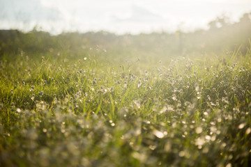 grass on the ground in summer.