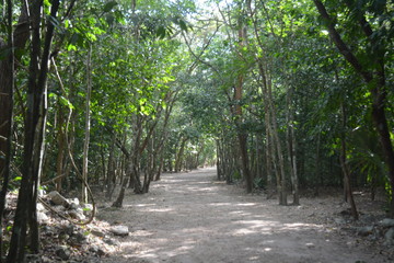 Paseando en la selva