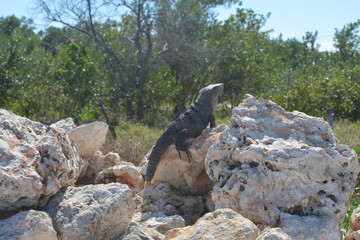Largato tomando el sol. México