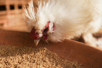 One white chicken eating food on the plate