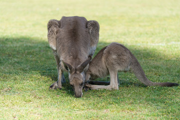Kangaroo in nature