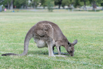 Kangaroo in nature