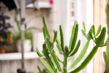 Natural green plant leaf texture. Background of palm leaves, cacti. selective focus