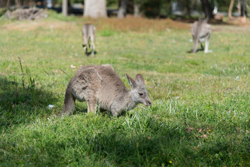 Kangaroo in nature