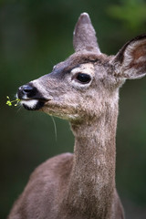 California mule deer (Odocoileus hemionus californicus)