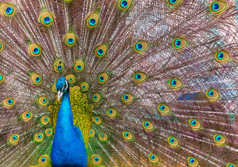 Obraz premium Portrait of a peacock in a zoo