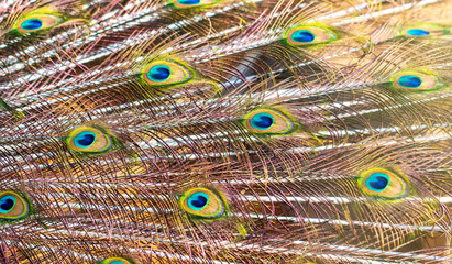 Fototapeta premium Peacock feathers on nature as background