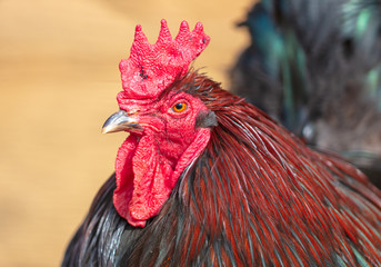 Rooster portrait on the farm