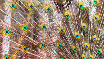 Peacock feathers on nature as background