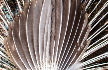 Peacock feathers on nature as background