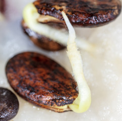 Watermelon seed germinates in a napkin. Macro