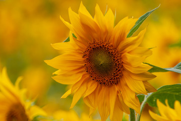 Sonnenblume (Helianthus annuus)