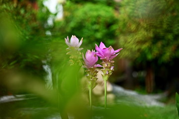 flower in garden bokeh