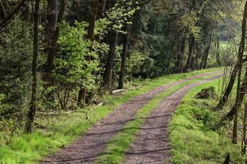 forest and road in backlit at late afternoon