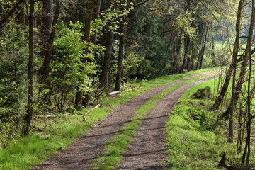 forest and road in backlit at late afternoon