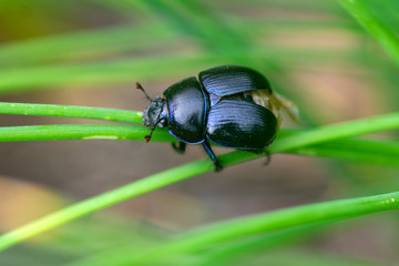 Anoplotrupes stercorosus beautiful small dor beatle, blue black body color, bright metalic blue
