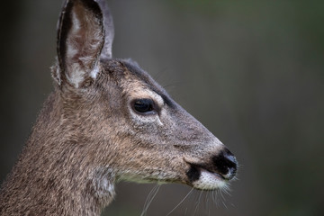California mule deer (Odocoileus hemionus californicus)