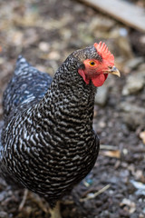 Hen