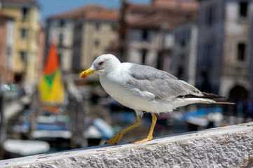 Larus michahellis italian bird, Yellow-legged Gull on stone bridge in Chioggia town