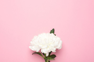 Beautiful white flower on pastel pink background with copy space for your text.Fashion summer colour, flat lay for Mother's day and holidays.