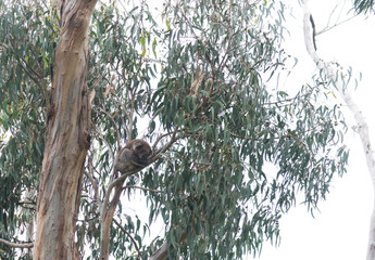 Koala in nature Melbourne Victoria