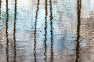 Trees with reflection in a pond in autumn