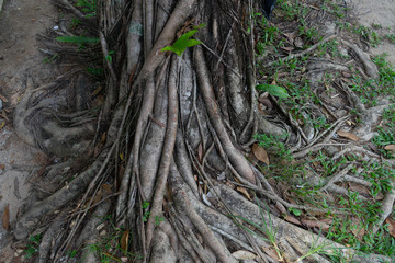 ranong pohon beringin 