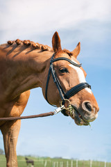Obraz premium Closeup portrit of head of red horse eating green grass.
