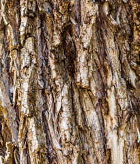 Tree bark as abstract background