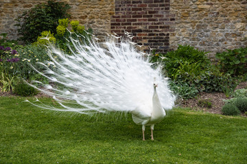 White peacock showing off in the park