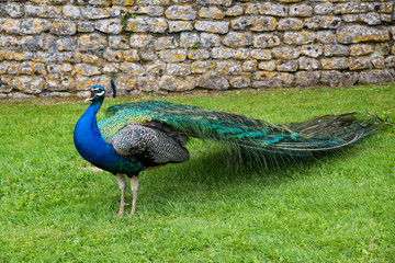 Obraz premium Peacock in the garden