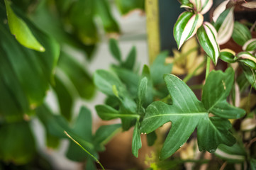 Natural green plant leaf texture. Background of palm leaves, cacti. selective focus