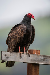 turkey vulture (Cathartes aura) - 267123313