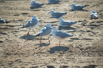 Seagull in Melbourne
