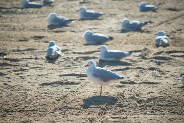 Seagull in Melbourne