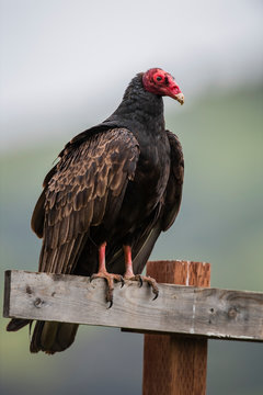 turkey vulture (Cathartes aura)