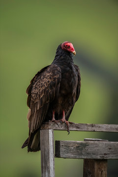 turkey vulture (Cathartes aura)