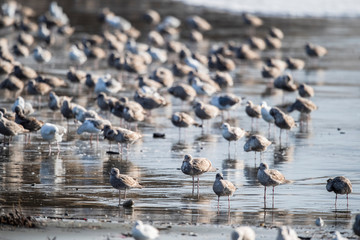 seagulls on a beach, california, Point Reyes National Seashore