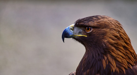 Adler