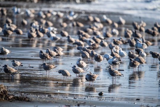 seagulls on a beach, california, Point Reyes National Seashore