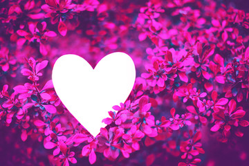 Empty heart shaped white paper card in bright pink branches of barberry bush. Abstract love concept. Mockup. Toned image.